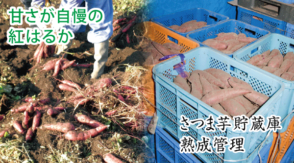(独)九州沖縄農業研究センターで2010年に品種登録されたさつま芋品種の「紅はるか」を2013年から干し芋や焼き芋の製品づくりに取り組んできました。さつま芋を一定期間貯蔵することで甘みが増す熟成保存を弊社貯蔵庫で試行錯誤を繰り返し、他社に先駆けて甘くもっちりとした干し芋・焼き芋(冷凍焼芋)に仕上げています。
