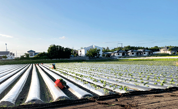 大崎町のさつま芋畑 苗植付け４月の写真