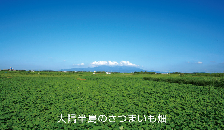 大隅半島のさつまいも畑